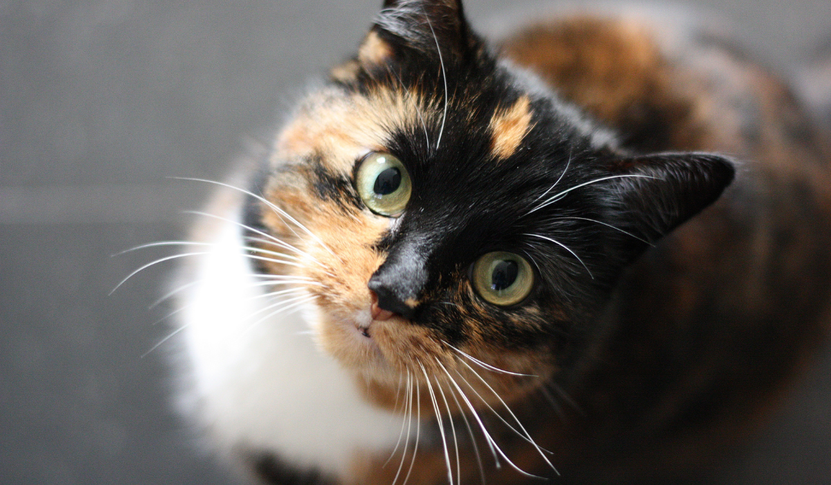 Stock Image of a Cat looking up directly at the camera with a blurred grey background behind it