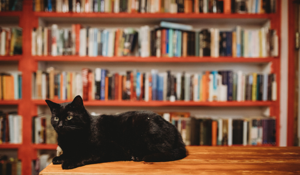 thebookplate Upclose of a black cat sitting on a shelf surrounded by books at The Bookplate in Chestertown, Maryland
